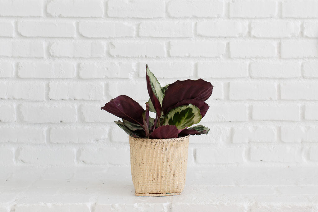 6" Prayer Plant  + Basket