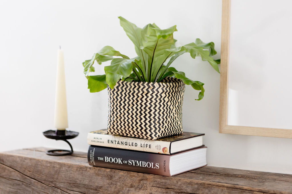 6" Bird's Nest Fern + Basket